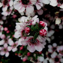 Load image into Gallery viewer, LEPTOSPERMUM NANUM TUI 2.6L
