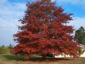 QUERCUS RUBRA NORTHERN RED OAK PB28