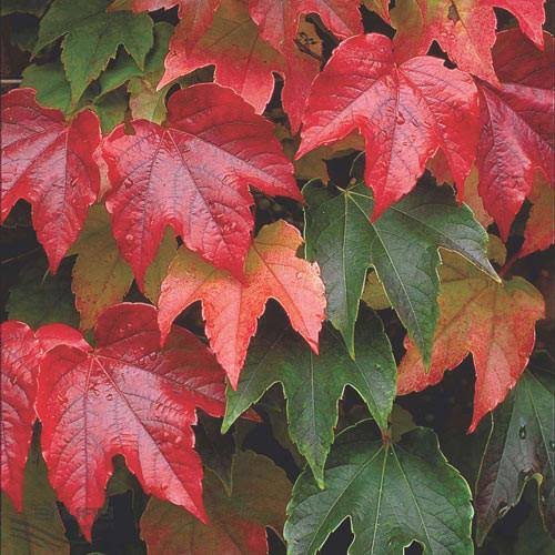 PARTHENOCISSUS TRICUSPIDATA VEITCHII BOSTON IVY 2.5L