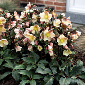 HELLEBORUS BALLARDIAE CAMELOT