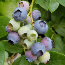 Load image into Gallery viewer, BLUEBERRY NORTHERN HIGHBUSH MUFFIN 1.9L
