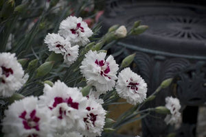 DIANTHUS MAGNIFI-SCENT BRIGHT EYES 14CM