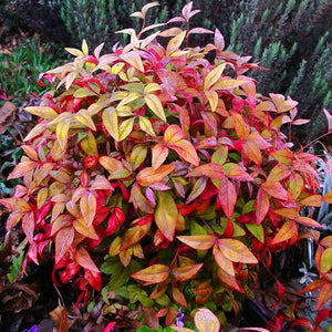 NANDINA DOMESTICA PYGMAEA 2.4L