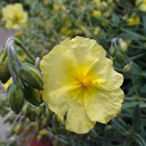 HELIANTHEMUM WISLEY PRIMROSE 14CM