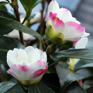 CAMELLIA SASANQUA PARADISE BLUSH 4.0L