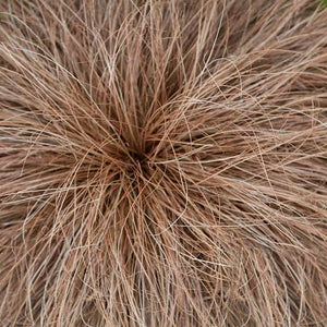 CAREX COMANS BRONZE MAUREA 12CM