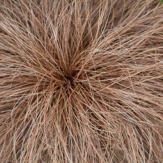 CAREX COMANS BRONZE MAUREA 12CM