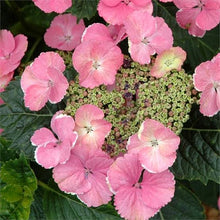 Load image into Gallery viewer, HYDRANGEA MACROPHYLLA MAI-KO REIKO 3.5L
