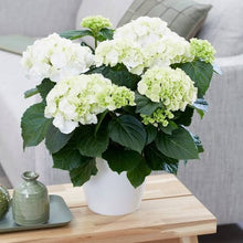 Load image into Gallery viewer, HYDRANGEA MACROPHYLLA SNOWBALL 4.5L
