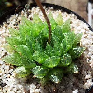 HAWORTHIA COOPERII