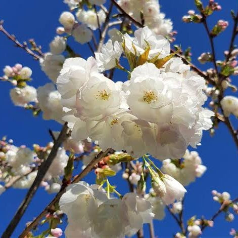 PRUNUS SERRULATA SHIROTAE 1.8M PB28