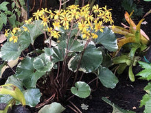 Load image into Gallery viewer, LIGULARIA TUSSILAGINEA ARGENTEA
