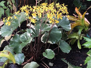 LIGULARIA TUSSILAGINEA ARGENTEA