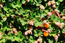 Load image into Gallery viewer, RUBUS PENTALOBUS ORANGEBERRY 1.9L
