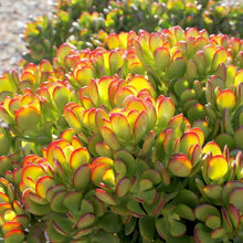 Load image into Gallery viewer, CRASSULA ARGENTEA 2.5L
