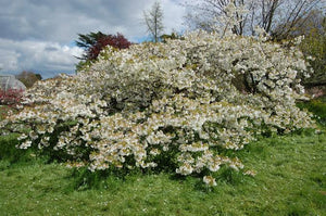 PRUNUS SERRULATA SHIROTAE 1.8M PB28