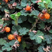 Load image into Gallery viewer, RUBUS PENTALOBUS ORANGEBERRY 1.9L
