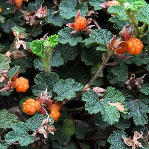 RUBUS PENTALOBUS ORANGEBERRY 1.9L