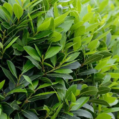 LAURUS NOBILIS VERDAY BAY TREE 6.0L