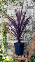 Load image into Gallery viewer, CORDYLINE RED SENSATION 3.5L
