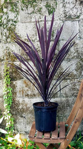 CORDYLINE RED SENSATION 3.5L