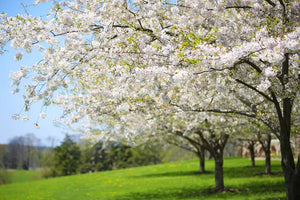 PRUNUS SERRULATA SHIROTAE 1.5M PB28