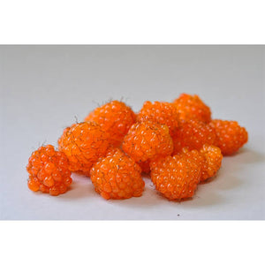 RUBUS PENTALOBUS ORANGEBERRY 1.9L