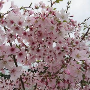 PRUNUS YEDOENSIS AWANUI 1.8M PB28