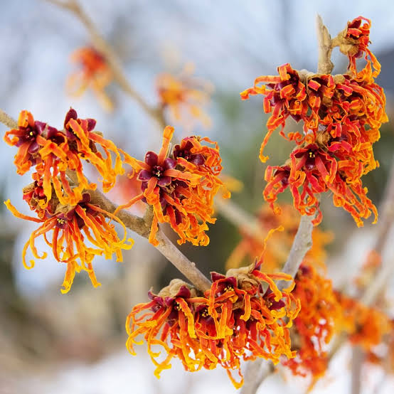 HAMAMELIS JELENA PB18