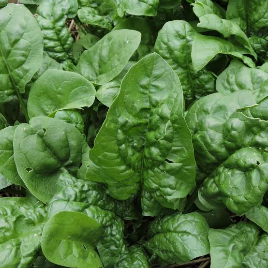 SPINACH WINTER QUEEN SEED