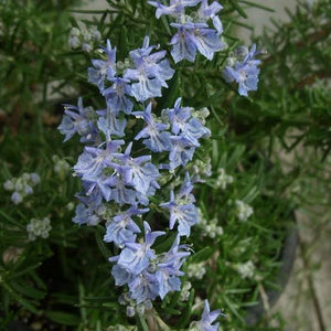 ROSEMARY SUDBURY 2.5L