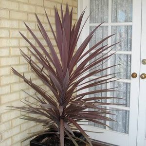 CORDYLINE RED SENSATION 3.5L