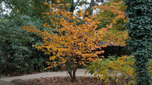 Load image into Gallery viewer, HAMAMELIS JELENA PB18
