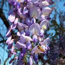 Load image into Gallery viewer, WISTERIA FLORIBUNDA RUSSELLIANA
