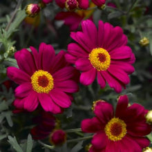 Load image into Gallery viewer, ARGYRANTHEMUM STARLIGHT RED 1.5L
