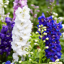 Load image into Gallery viewer, DELPHINIUM PACIFIC GIANT SEED
