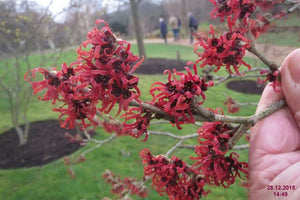 HAMAMELIS DIANNE PB18