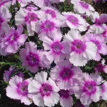 Load image into Gallery viewer, DIANTHUS DIANA LAVENDER SEED
