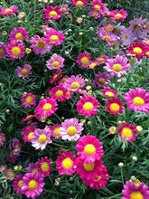 Load image into Gallery viewer, ARGYRANTHEMUM STARLIGHT RED 1.5L
