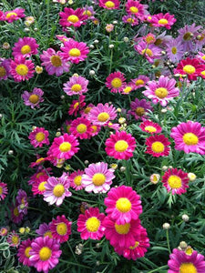 ARGYRANTHEMUM STARLIGHT RED 1.5L