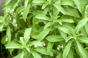 STEVIA SEED