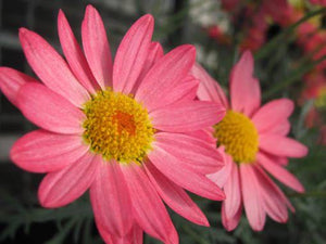 ARGYRANTHEMUM CORAL 14CM