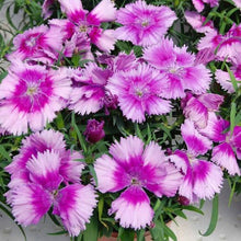 Load image into Gallery viewer, DIANTHUS DIANA LAVENDER SEED
