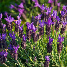 Load image into Gallery viewer, LAVENDER HYBRID MAJOR 1.0M STANDARD 8.0L
