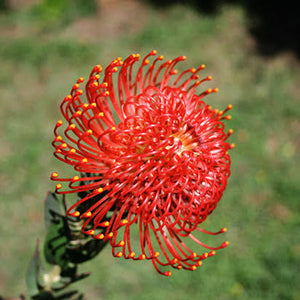 LEUCOSPERMUM FIRE FLY 1.5L