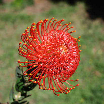 LEUCOSPERMUM FIRE FLY 1.5L