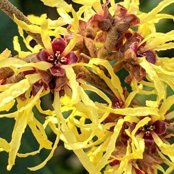 HAMAMELIS ARNOLDS PROMISE PB18