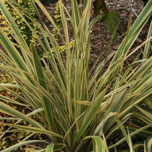 PHORMIUM WAITARA GOLD 3.0L