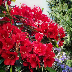 RHODODENDRON FIREMAN JEFF 6.0L