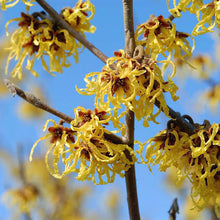 Load image into Gallery viewer, HAMAMELIS ARNOLDS PROMISE PB18
